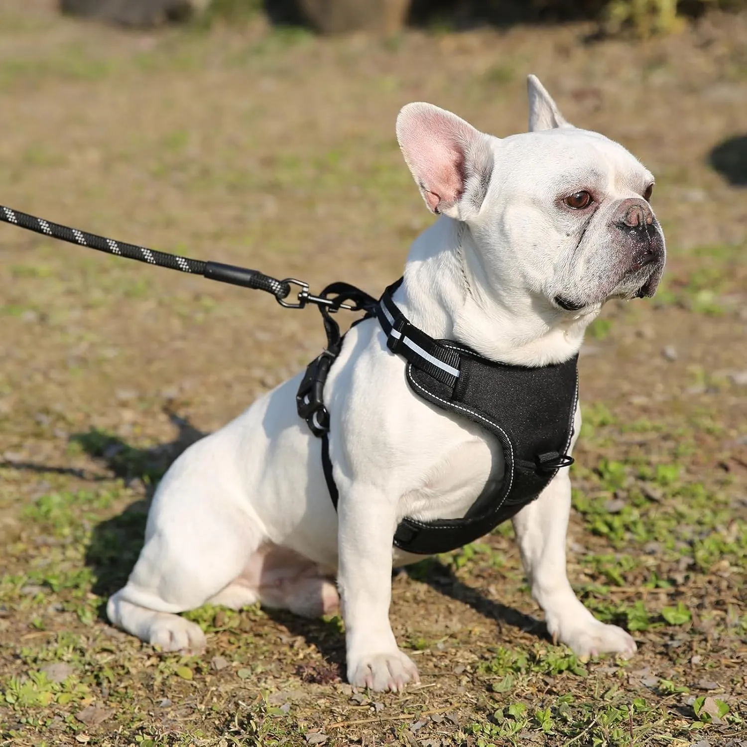 Amazon Basics No-Pull Dog Harness, Adjustable Soft Padded Vest with Reflective Stripes, X-Large, Black