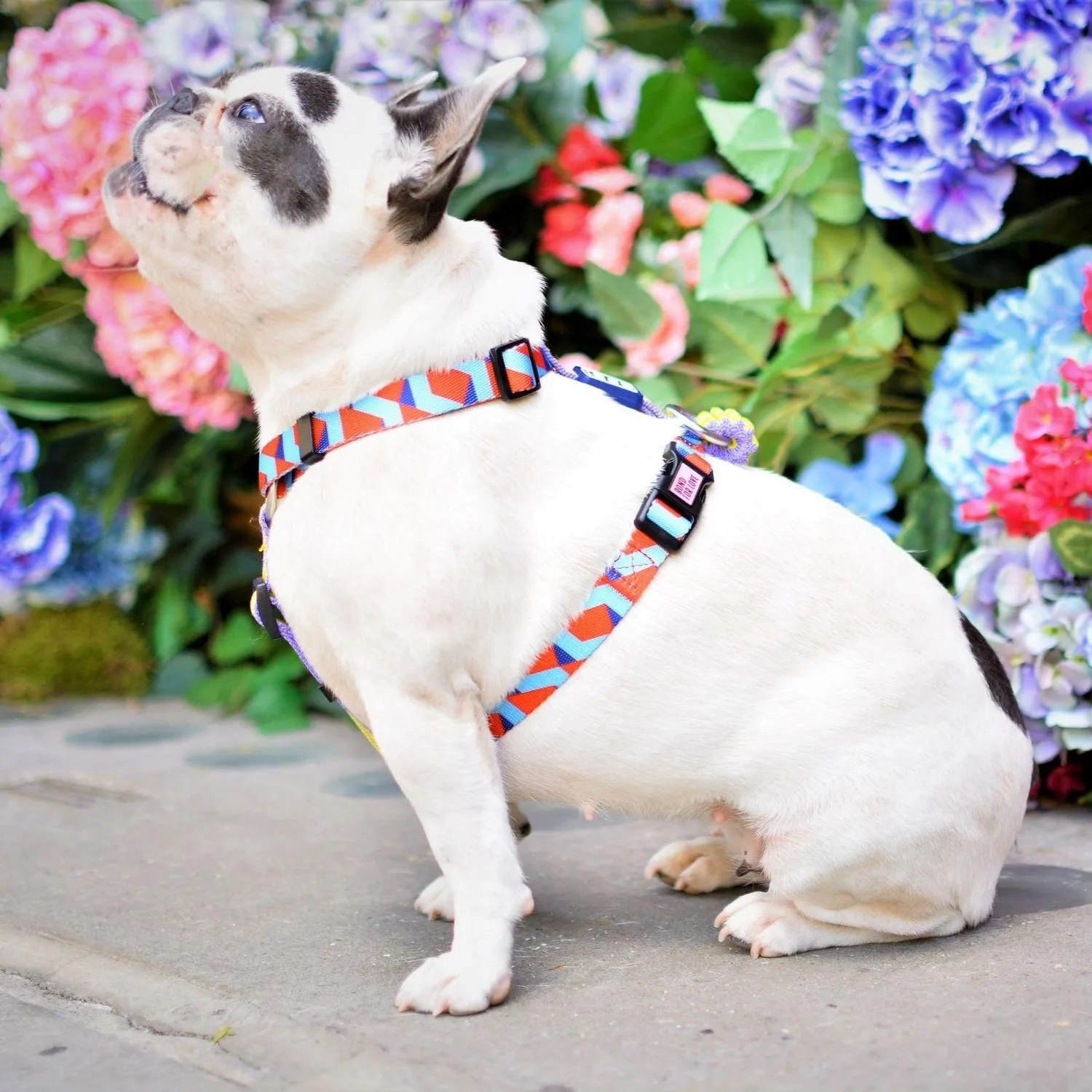 Dog Strap Harness - Rhombus