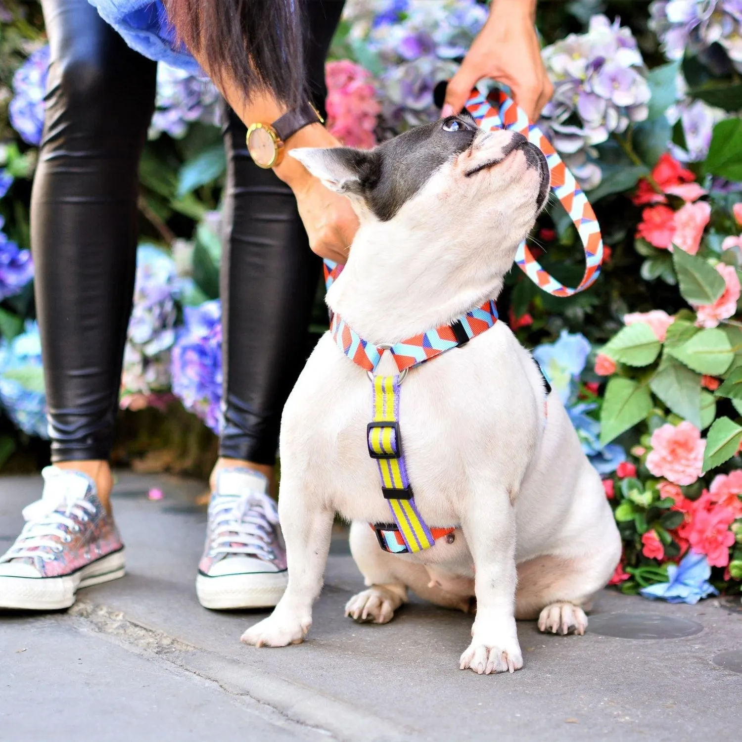 Dog Strap Harness - Rhombus