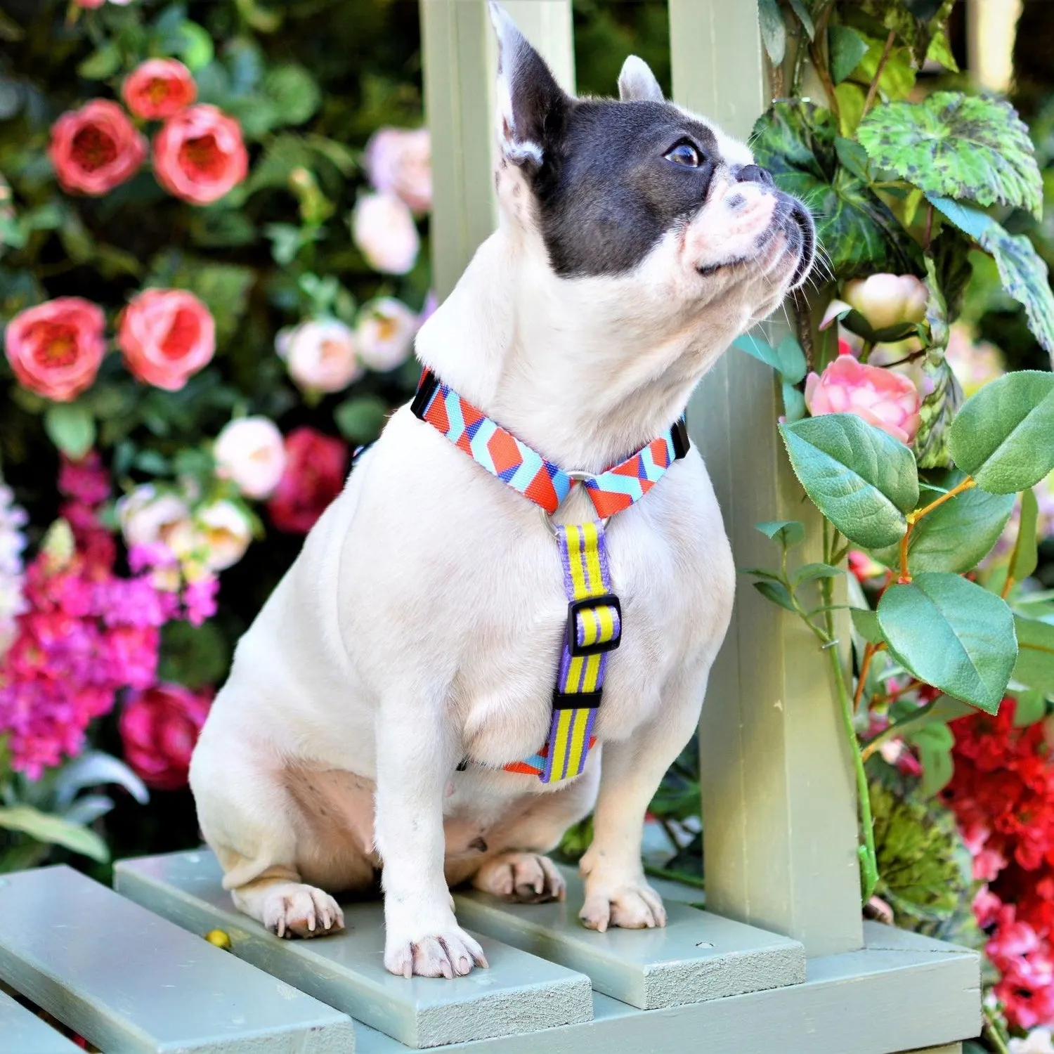 Dog Strap Harness - Rhombus