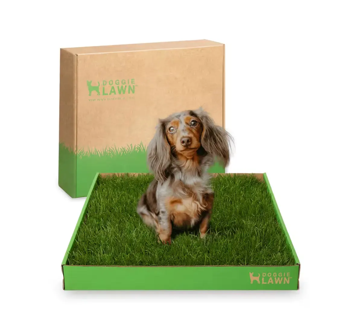 DoggieLawn Potty Training 5-in-1 Bundle