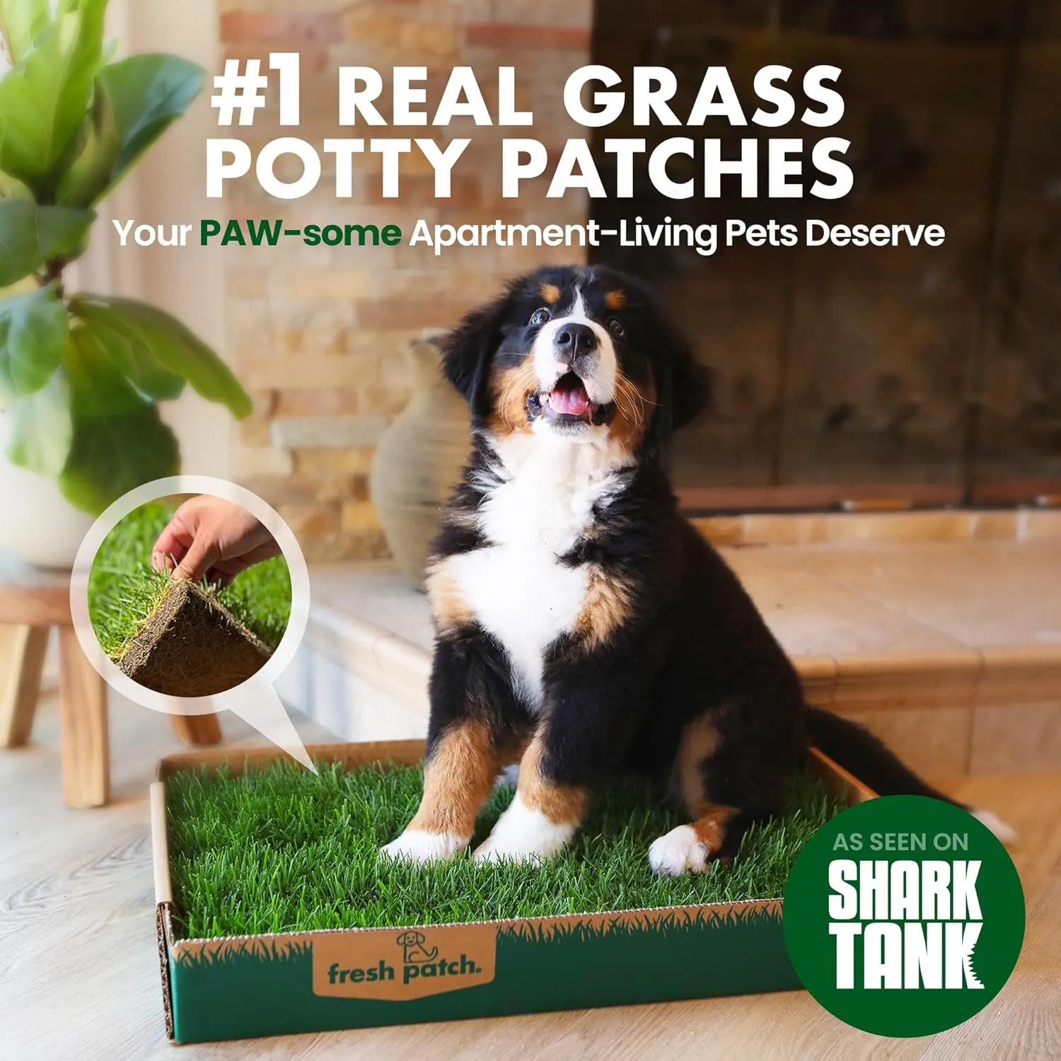 Fresh Patch Real Grass Patch for Dogs, Cats, and Extra Large Pets 30 Pounds and Above  Disposable Pet Grass Pee Pads with Tray  Indoor and Outdoor Potty Training Mat (24 Inches x 48 Inches)