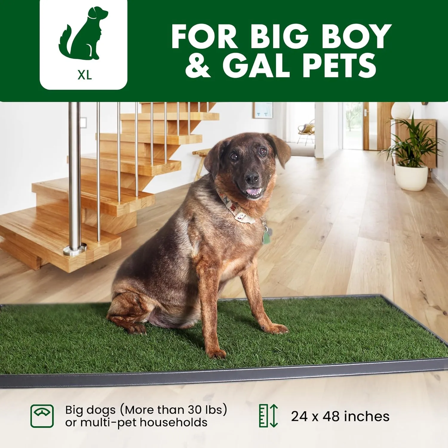 Fresh Patch Real Grass Patch for Dogs, Cats, and Extra Large Pets 30 Pounds and Above  Disposable Pet Grass Pee Pads with Tray  Indoor and Outdoor Potty Training Mat (24 Inches x 48 Inches)