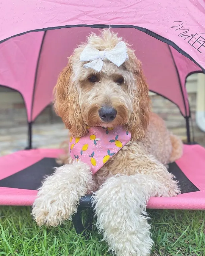 Midlee Pink Dog Cot Canopy